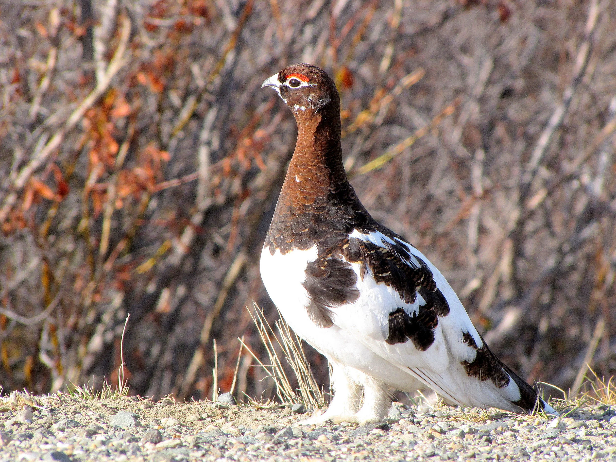Willow Ptarmigan