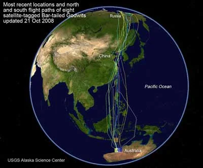 Bar-tailed Godwit Migratory Routes