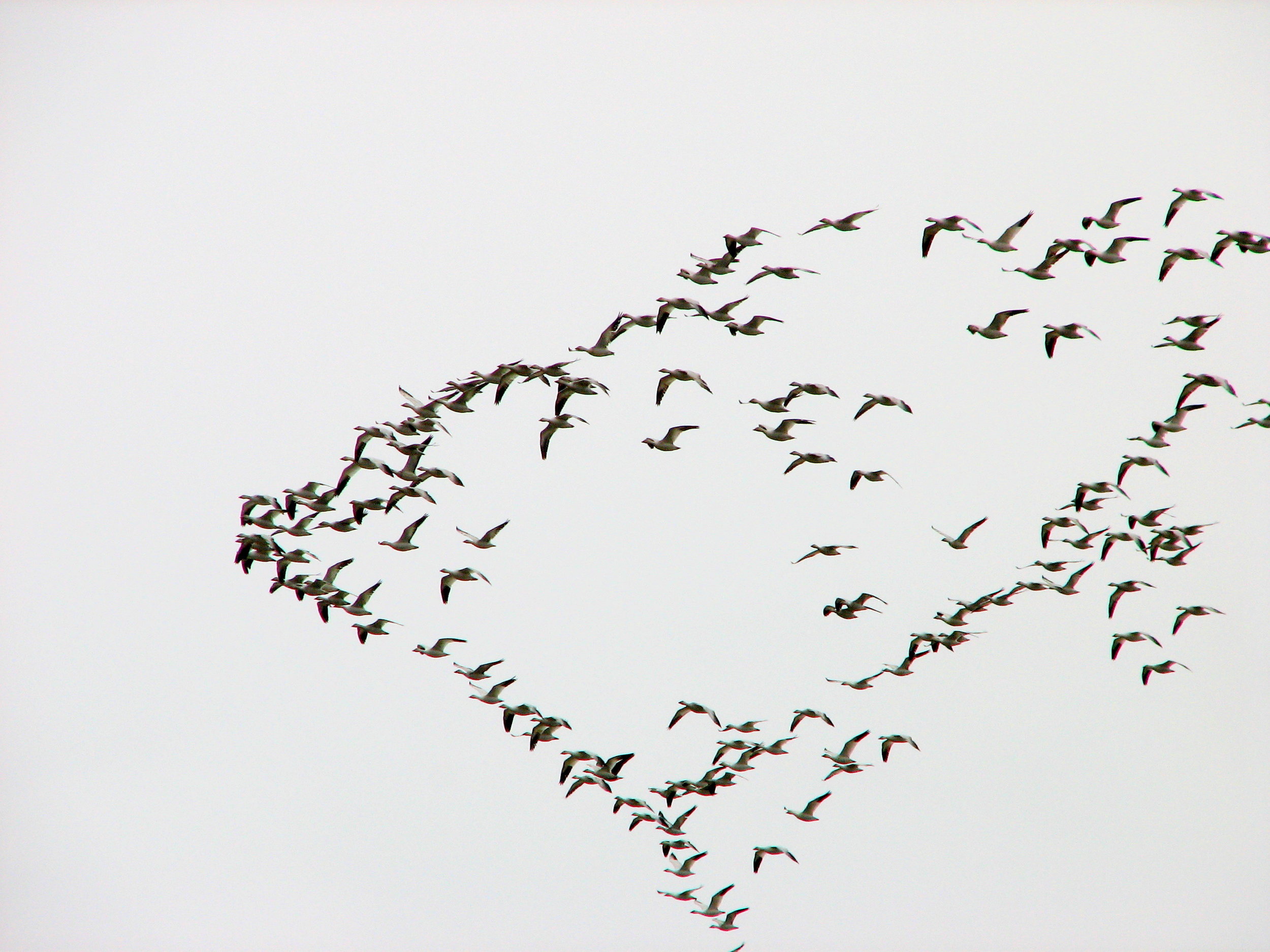 Snow Geese