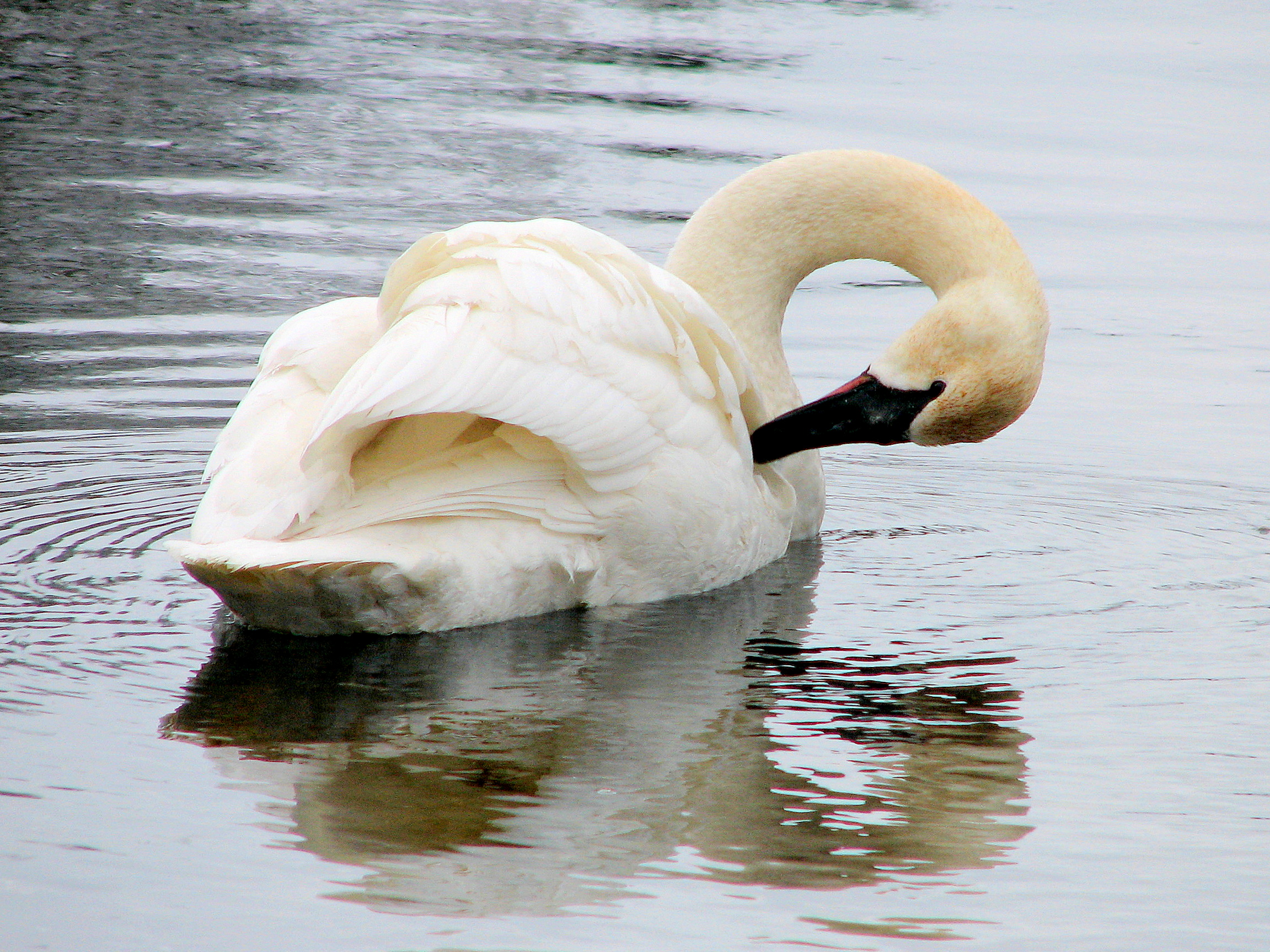 Trumpeter Swan
