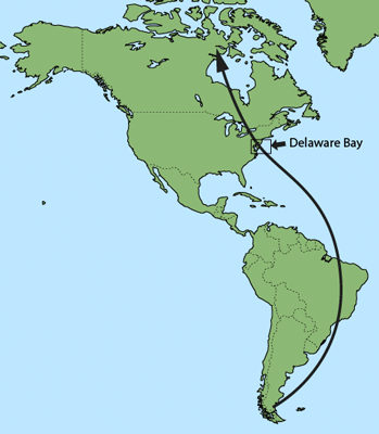 Red Knot migration route stopping in Delaware Bay. After Scott Weidensaul's Living on the Wind