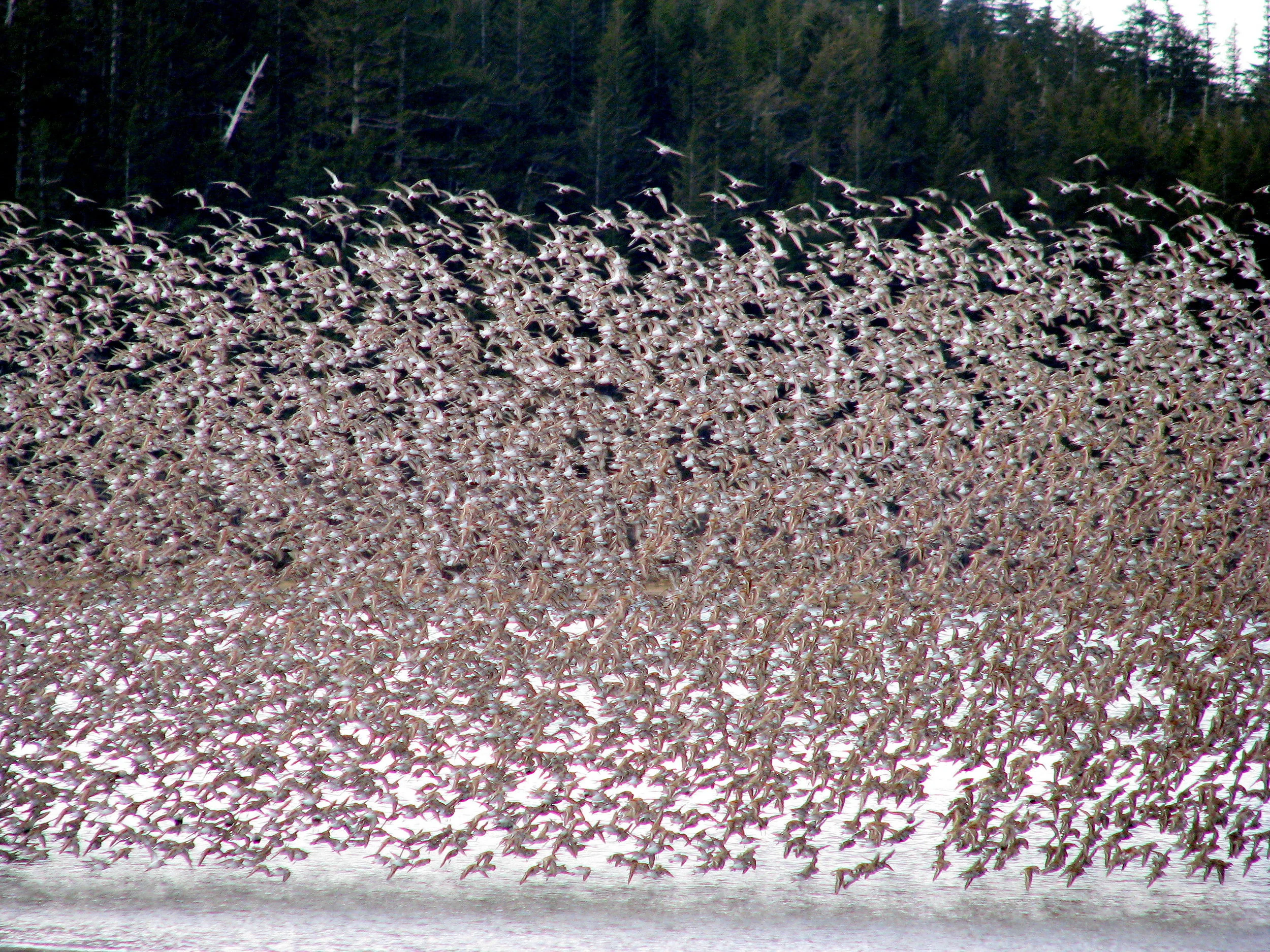 Western Sandpipers and Dunlins