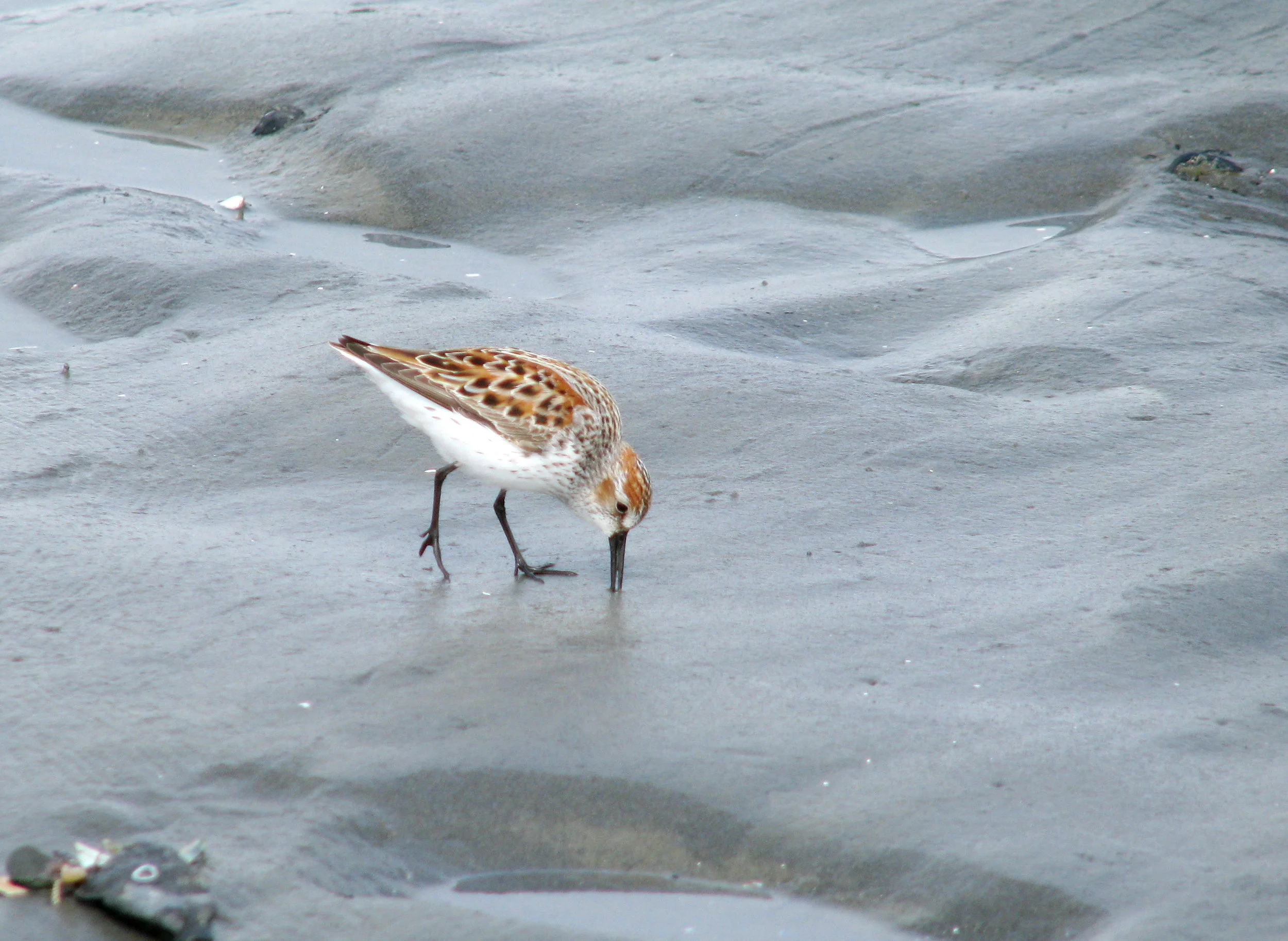 Western Sandpiper