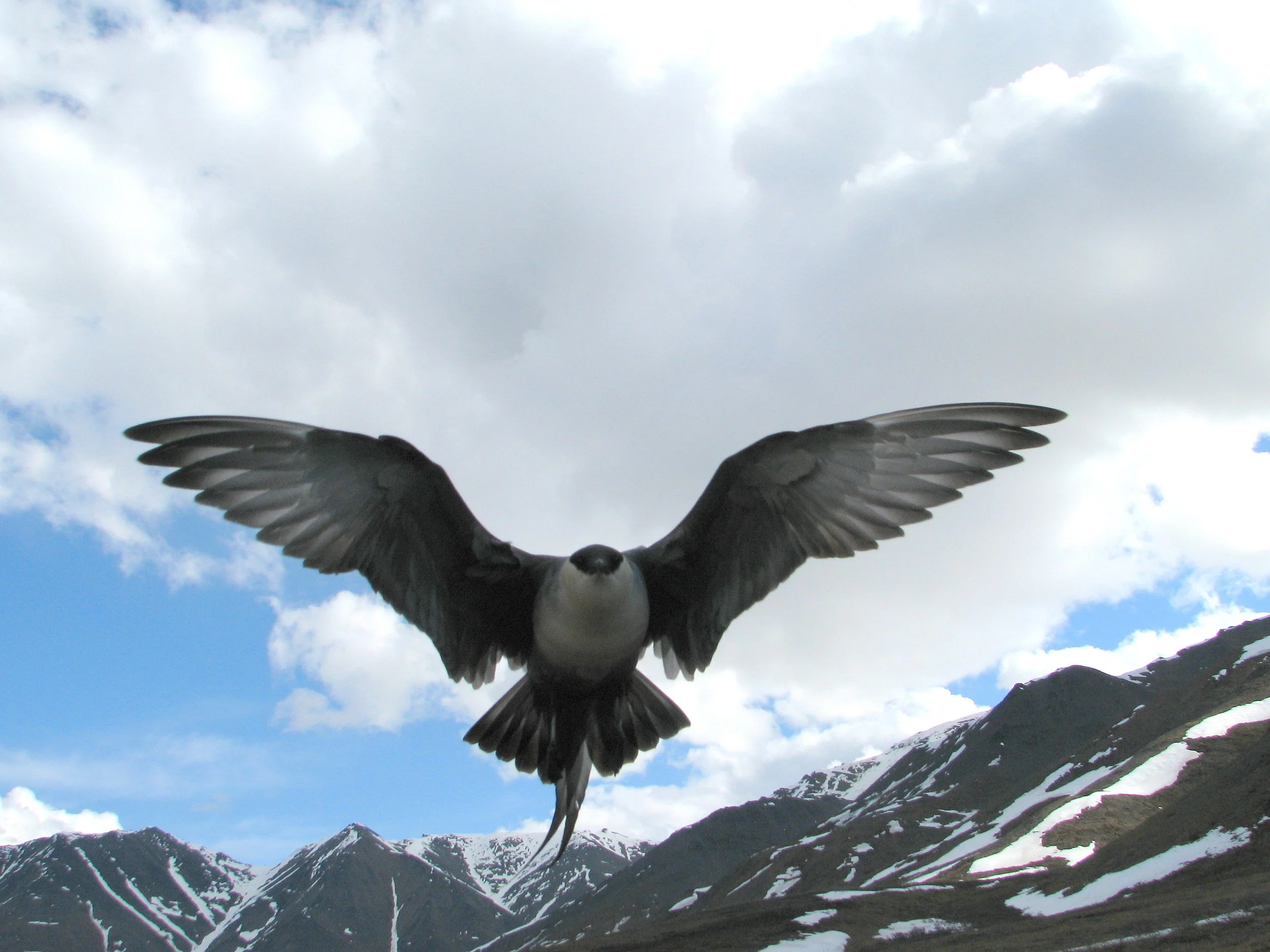 Long-tailed Jaeger