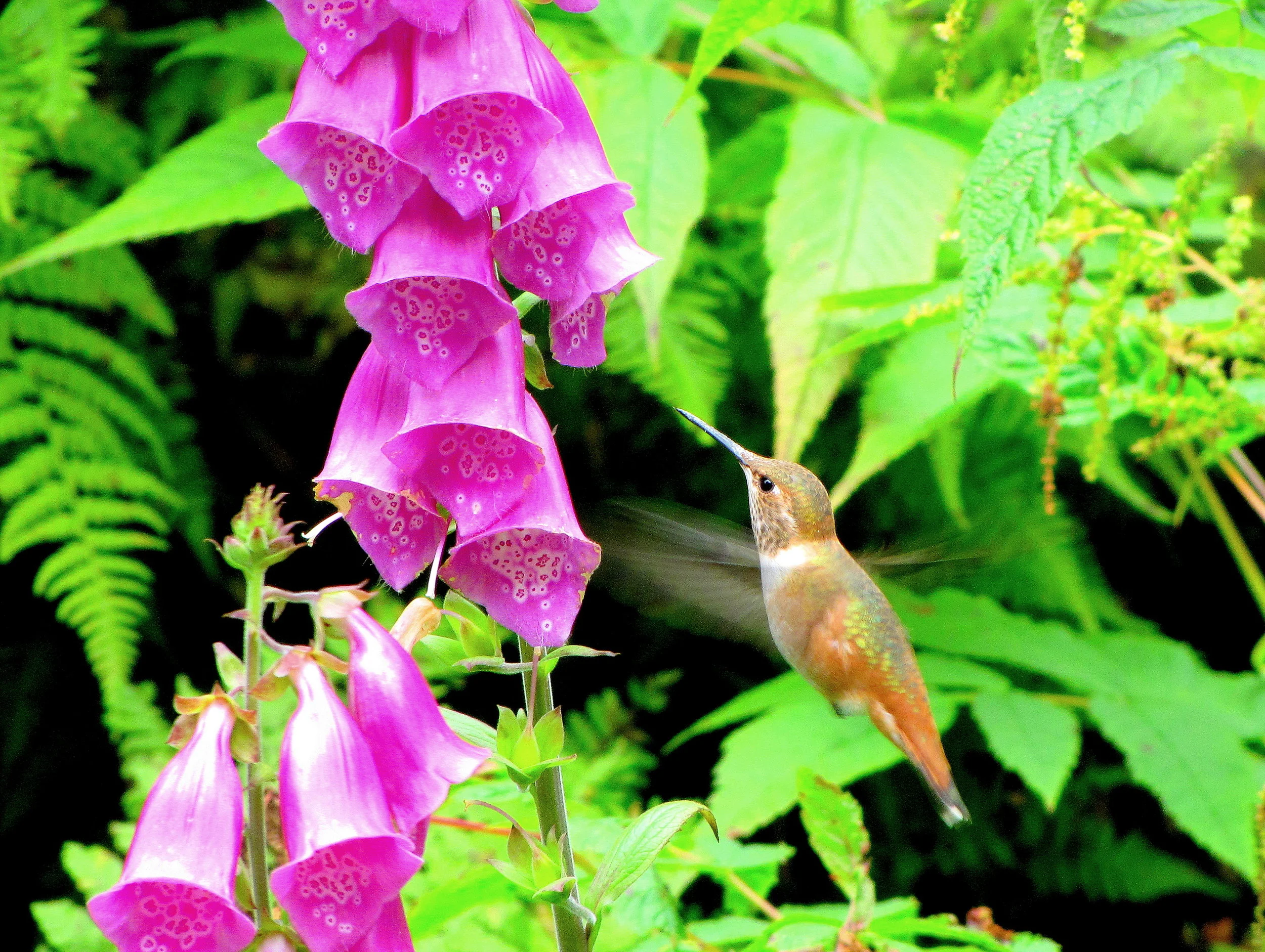 Rufous Hummingbird