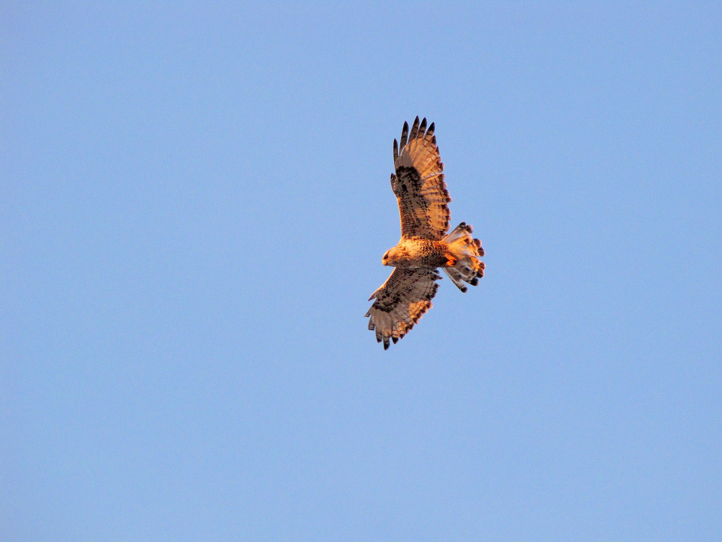 Rough-legged Hawk