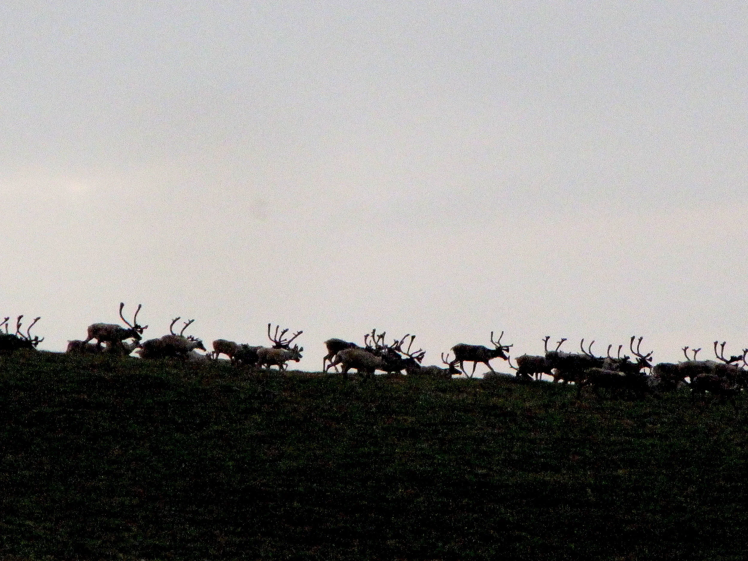 Migrating caribou on a mountain ridge in Alaska’s western arctic. 
