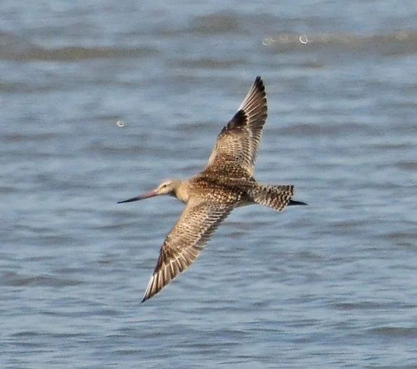 Bar-tailed Godwit. Photo by Bob Armstrong.