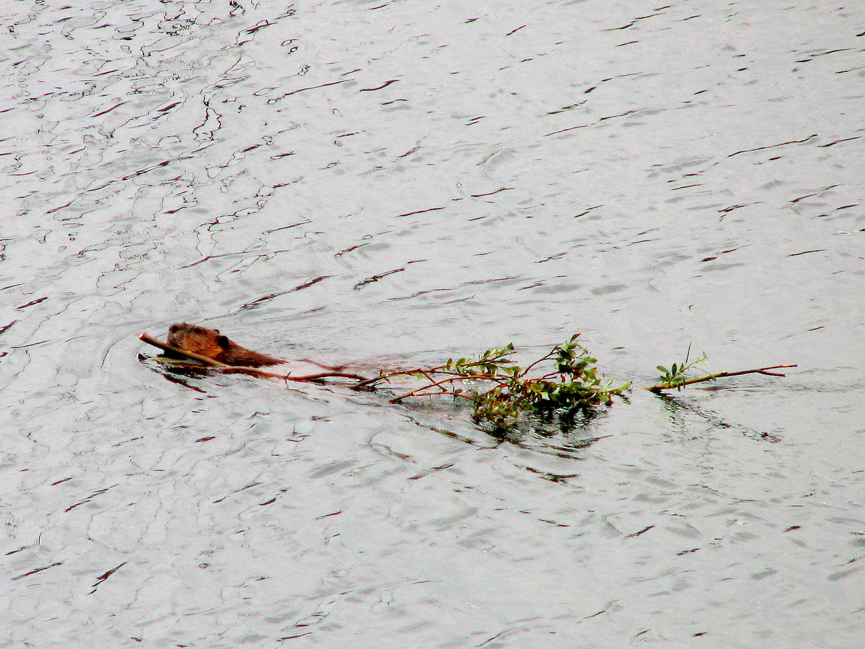 Beaver
