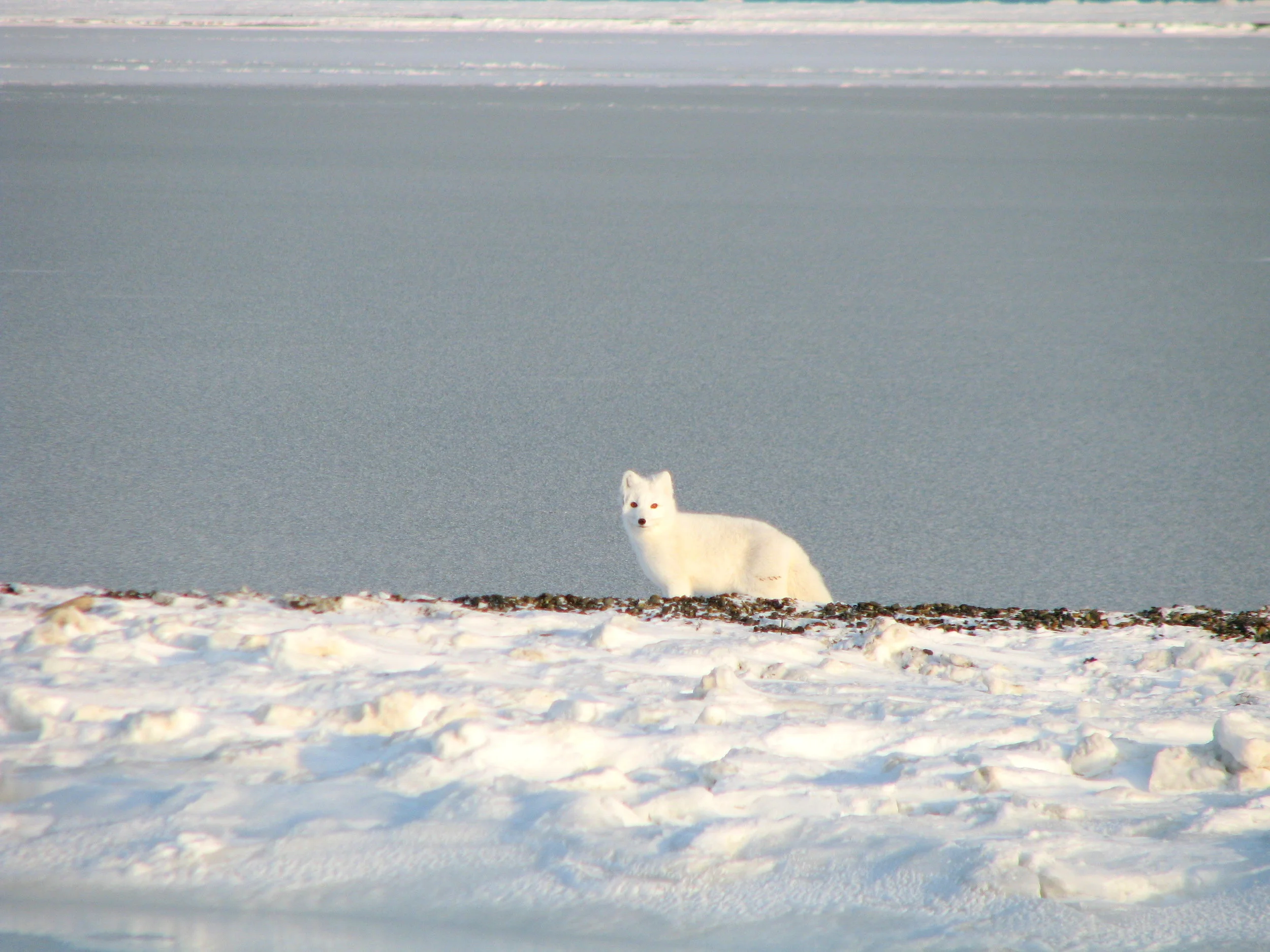 Arctic Fox