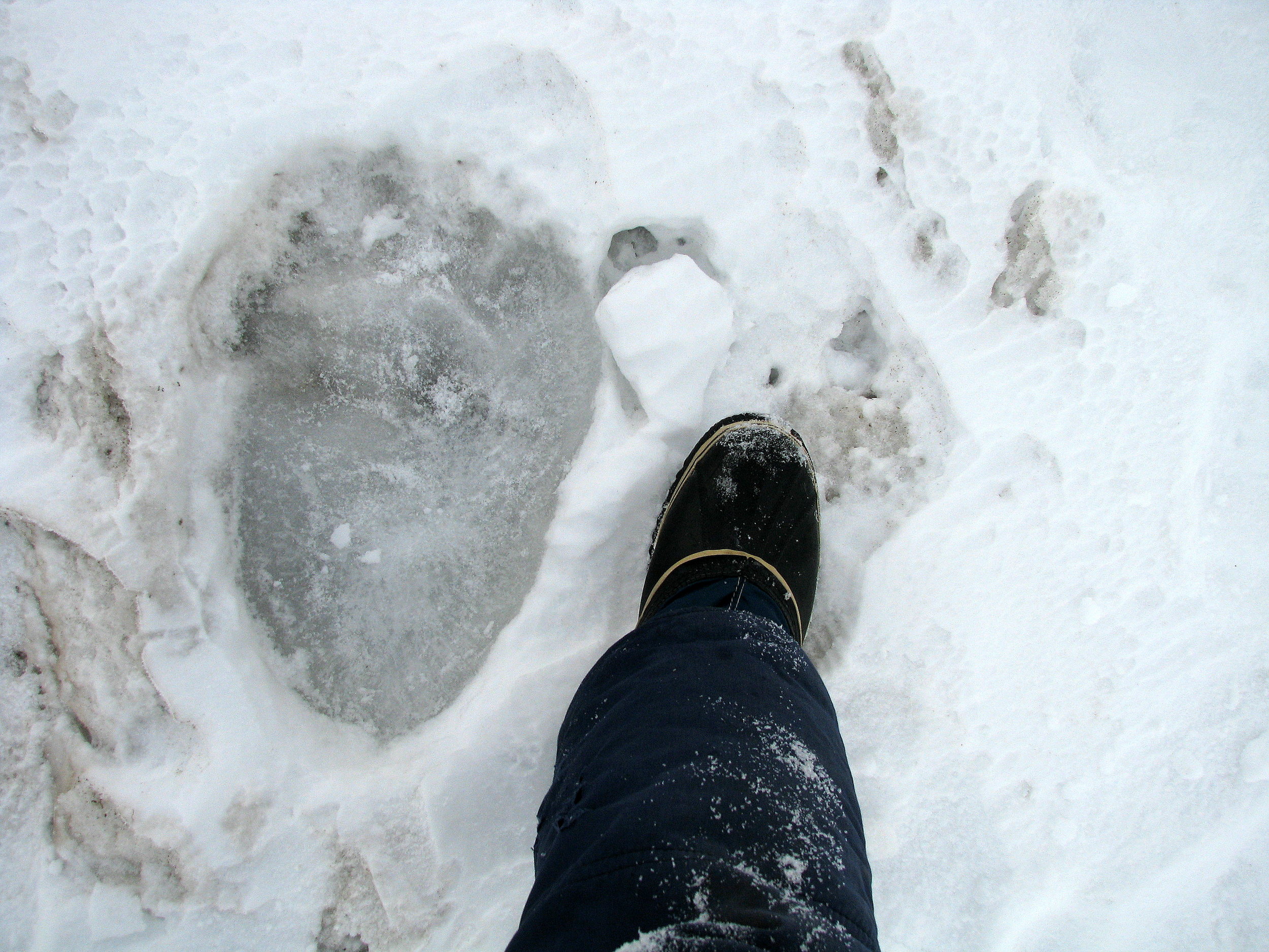 This frozen track reveals the imposing size of a polar bear, on the sea ice near Kaktovik, Arctic Alaska.