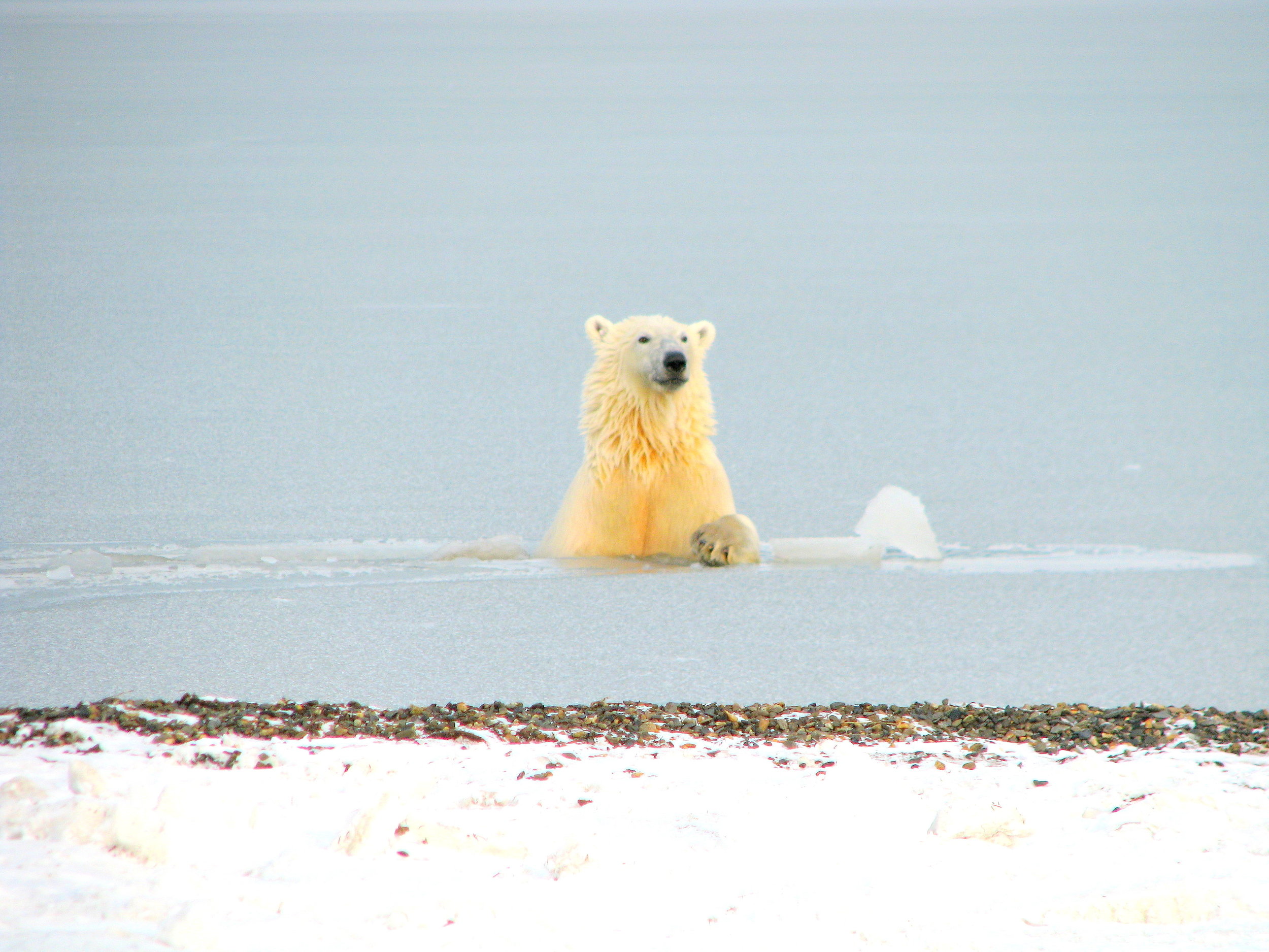 White Bears and a Warming Arctic — Encounters North