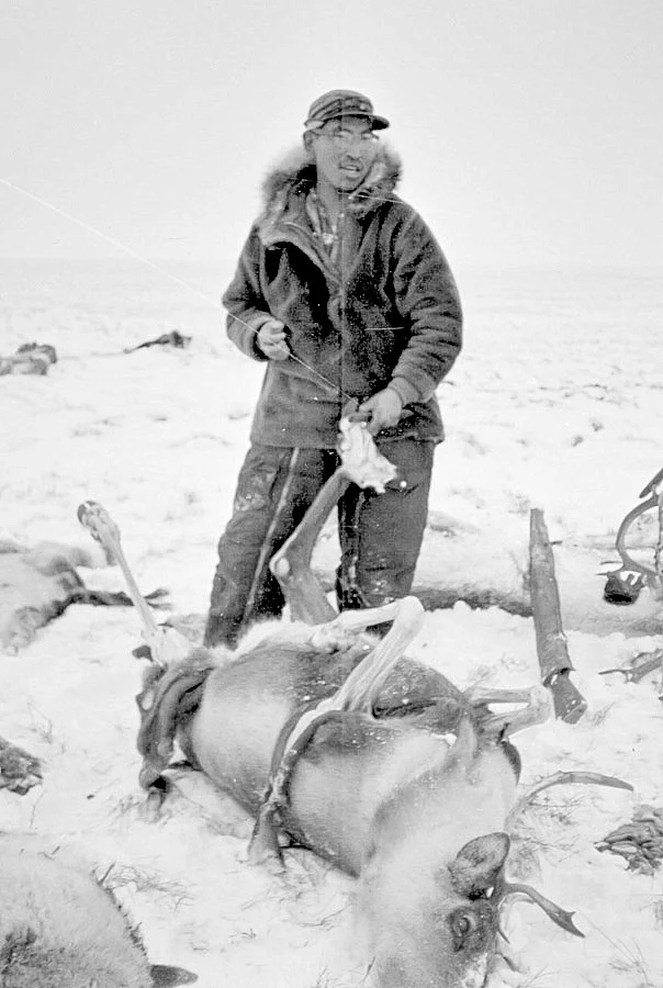 Inupiaq hunter skinning a caribou during the fall migration. 42011.jpg