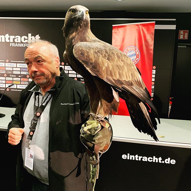 Attila the Eagle: official mascot of Eintracht and also kinda terrifying up close. #footballasitsmeanttobe