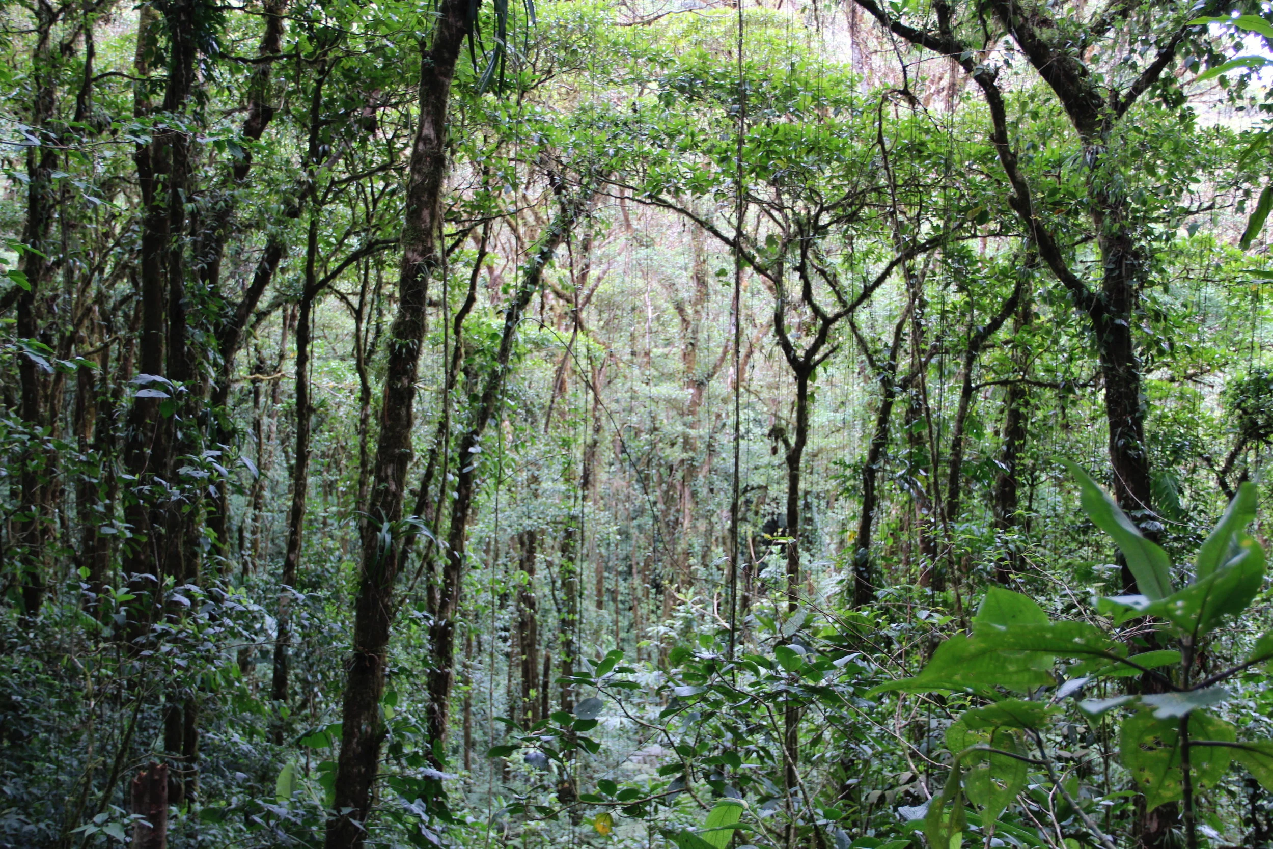 Every inch is thick and profuse with trees, ferns and flowers