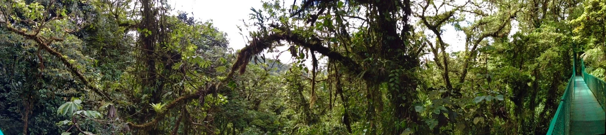My camera simply cannot capture the scope and size of the layer-upon-layer of canopies. Here I am 500 feet up on a hanging bridge and wth trees at least at the third layer.