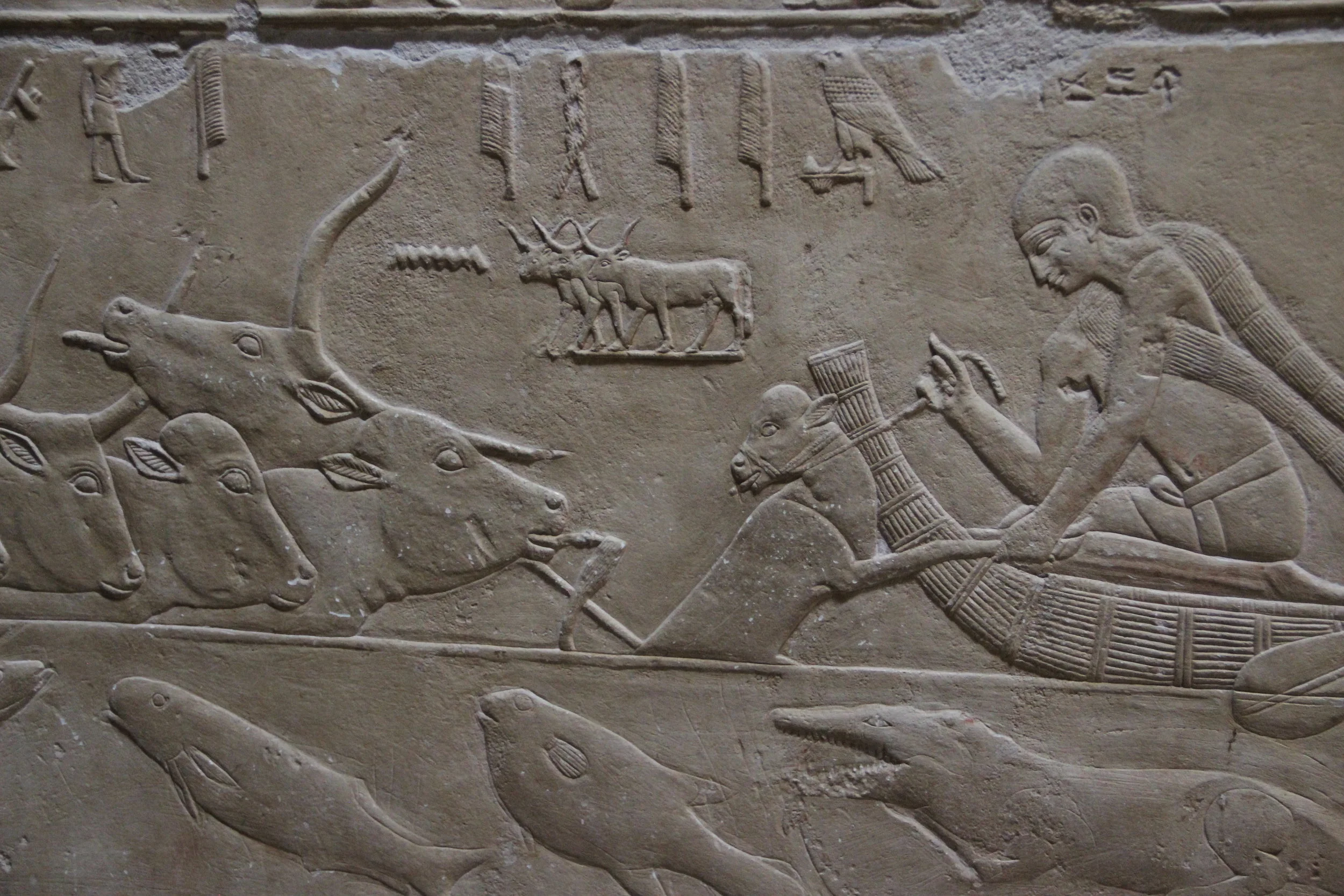 Daily life - using a calf to lead her mother, and the rest of the herd across the river as a crocodile chases fish below. 