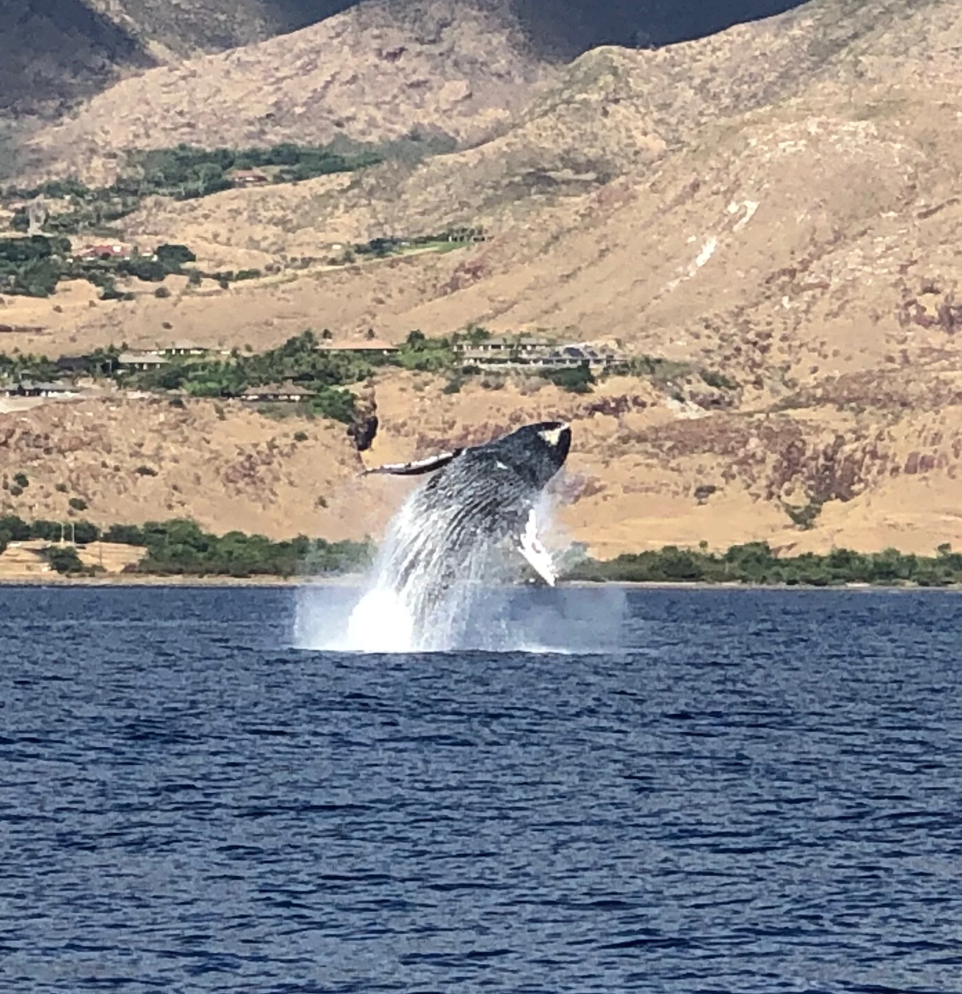 One huge humpback whale throwing his whole body out of the water with two kicks of his tail
