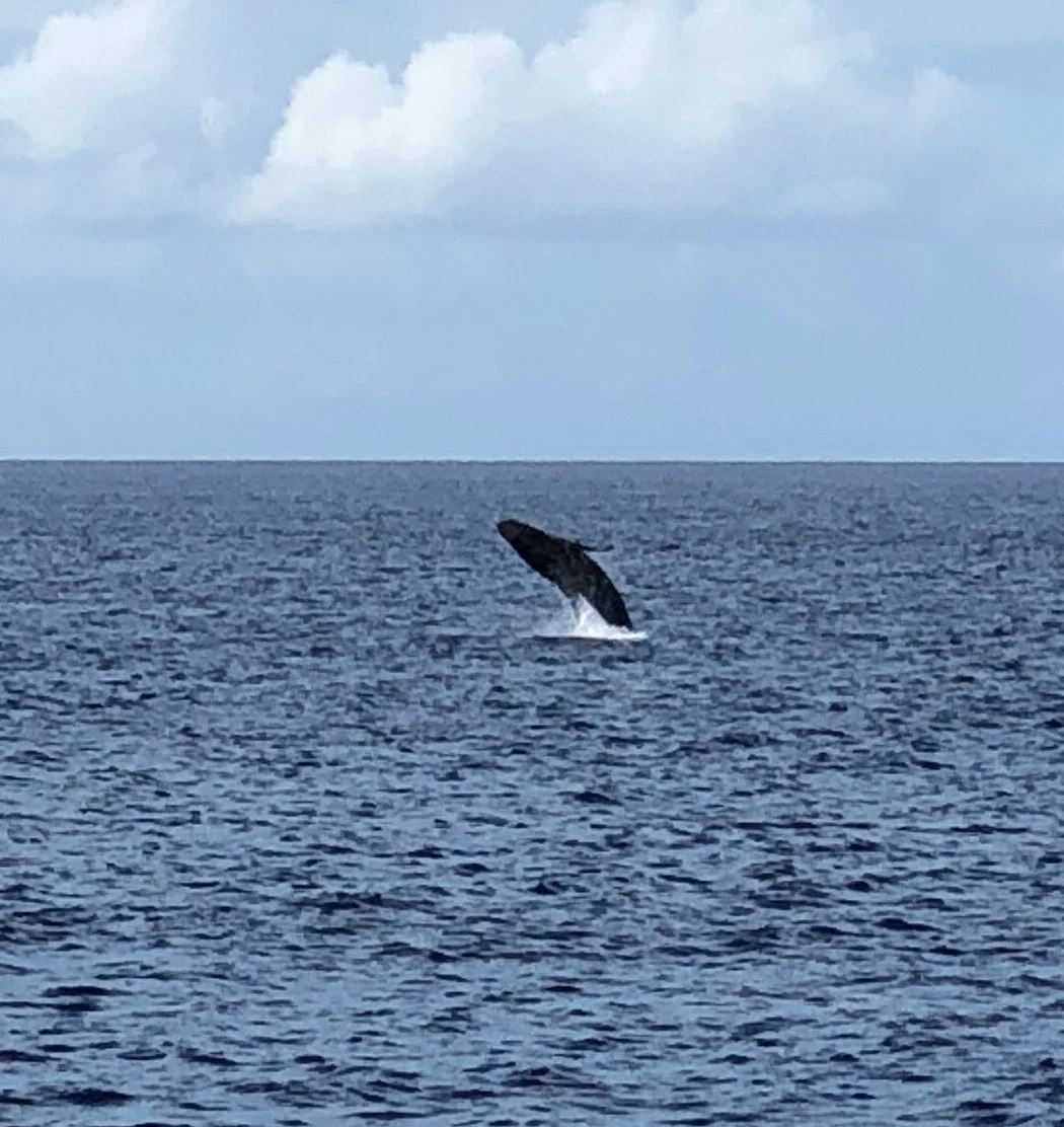 Baby whale learning how to breach - no more than 4-6 weeks old