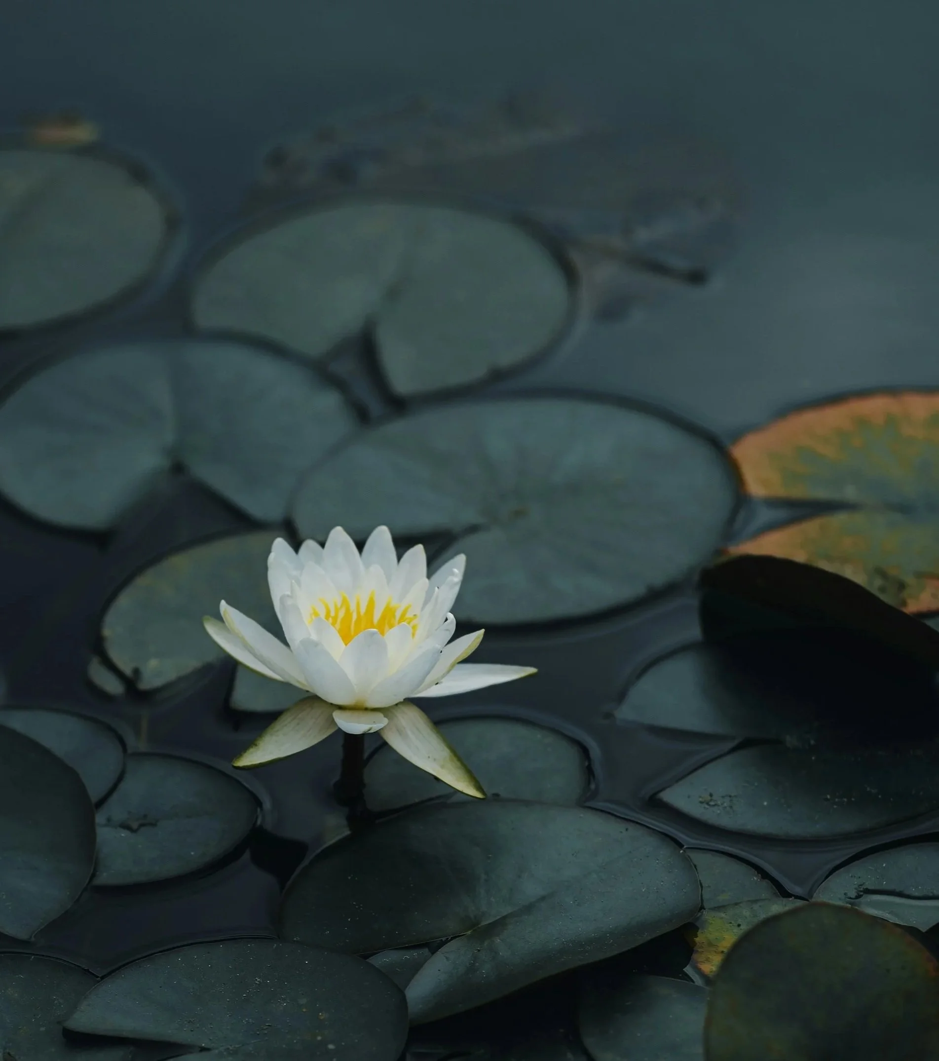 Lotus Picture.jpg