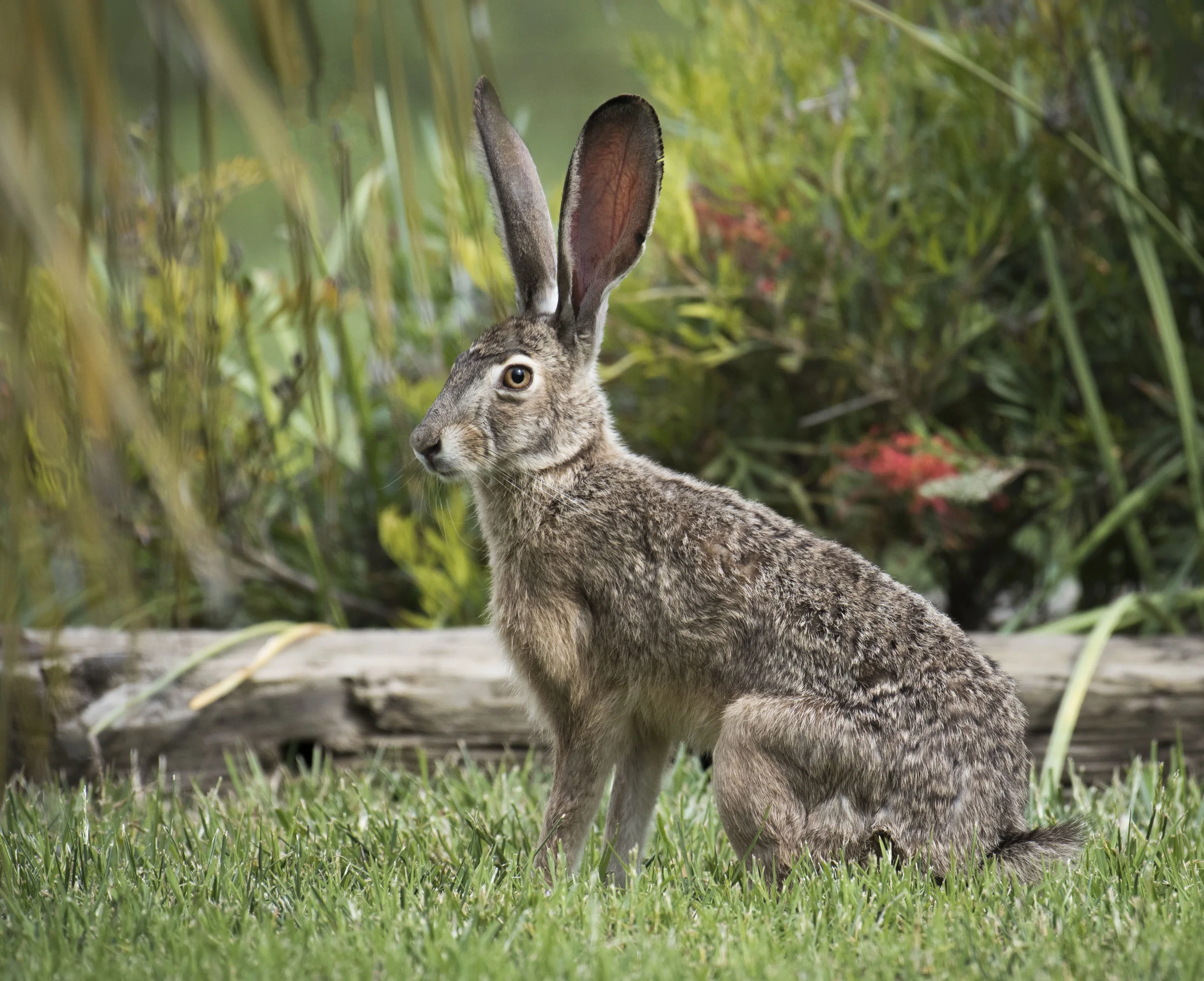 Long earred jack rabbit in grass