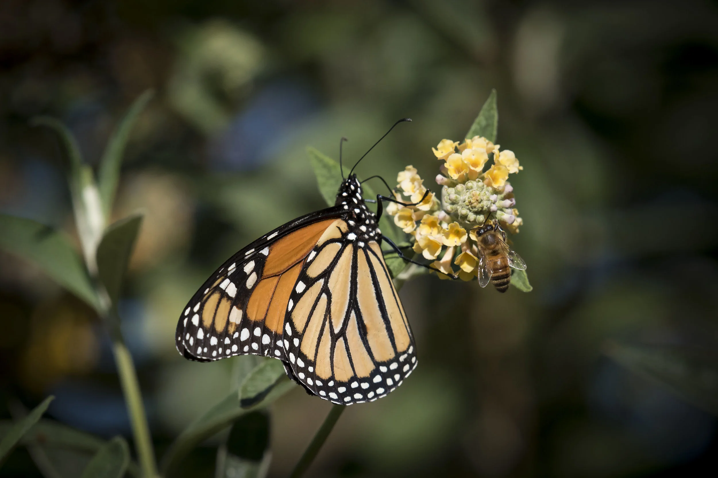 Butterfly on a yellow flower
