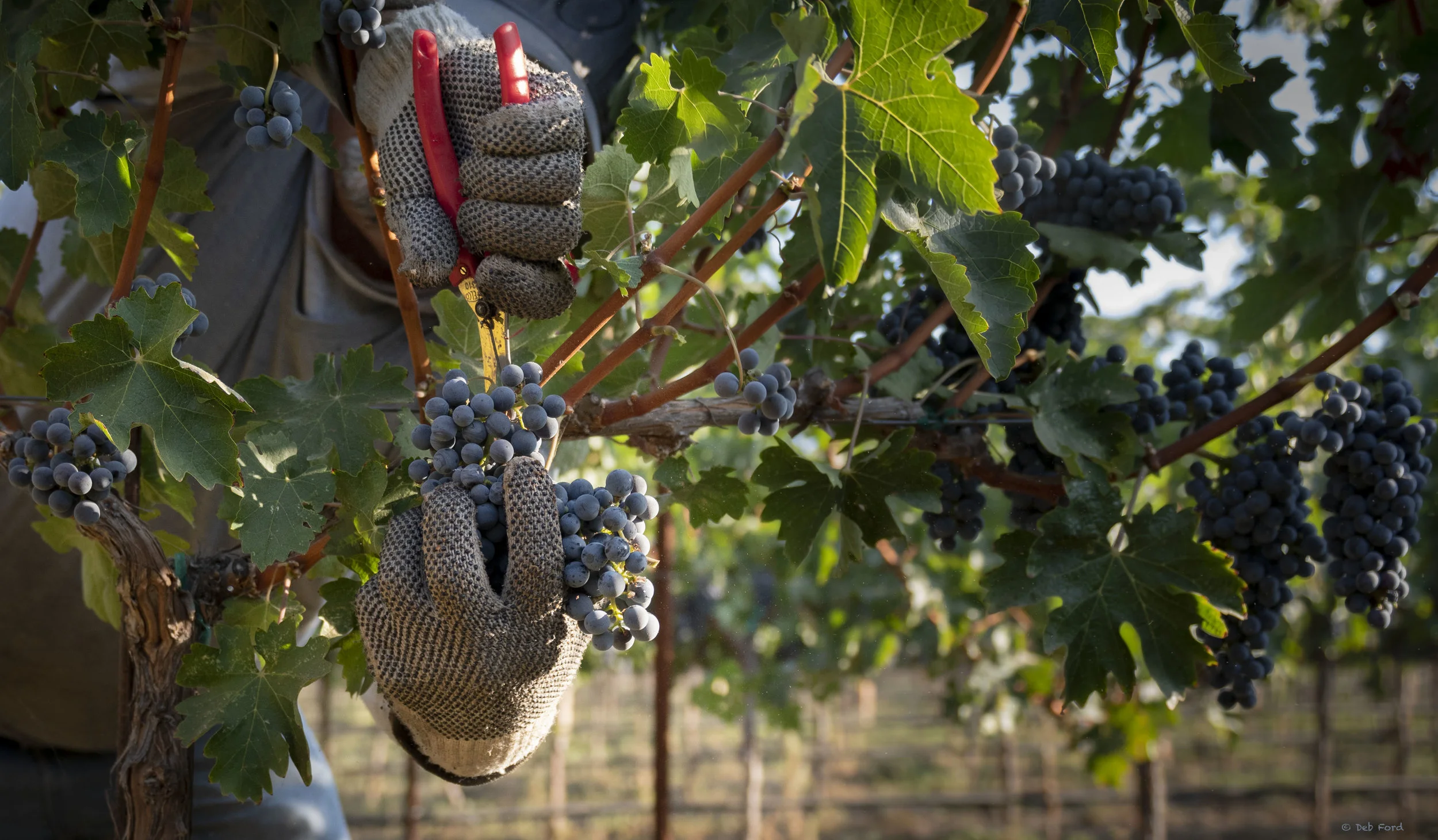 great-bear-vineyards