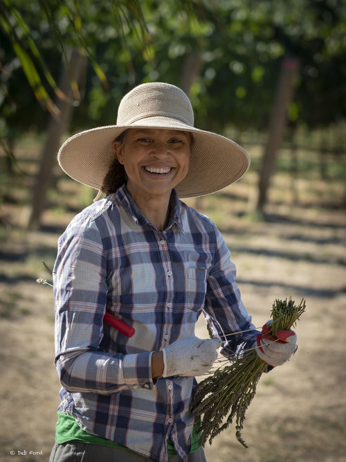 great-bear-vineyards