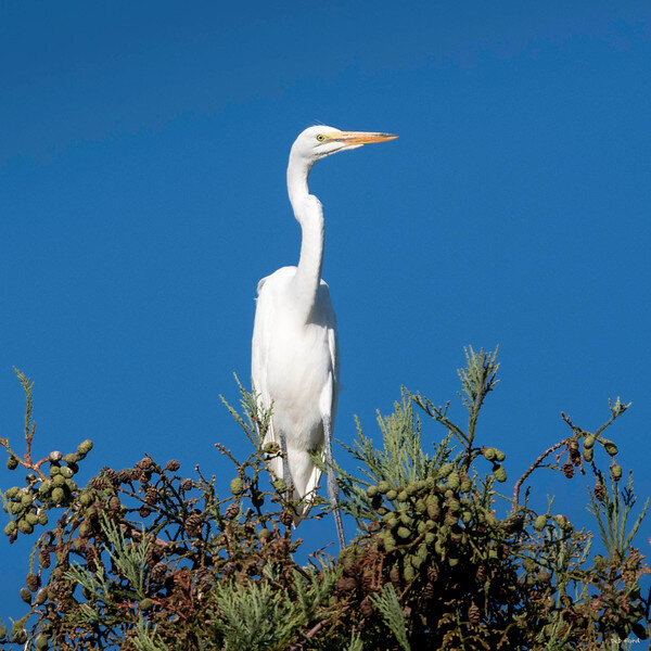 20GBV Earth Day egret.jpg