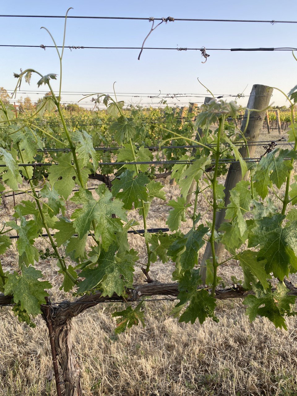 22GBV vineyard 3.jpg