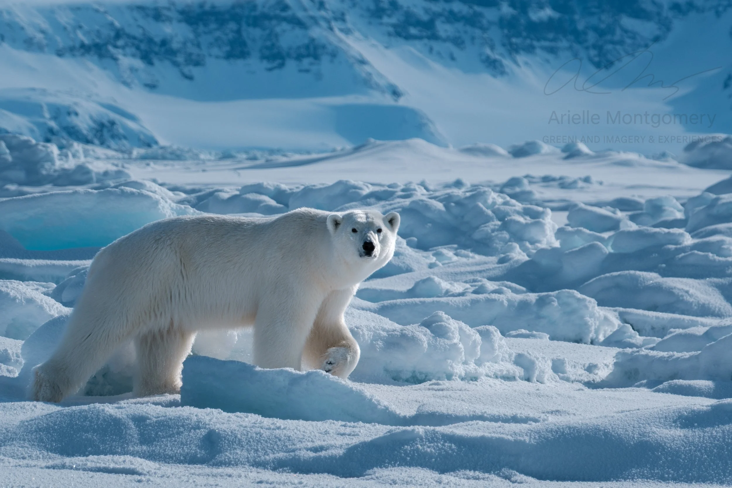 Long awaited and overdue post about the human animal connection between polar bears and people in Ittoqqortoormiit, Greenland