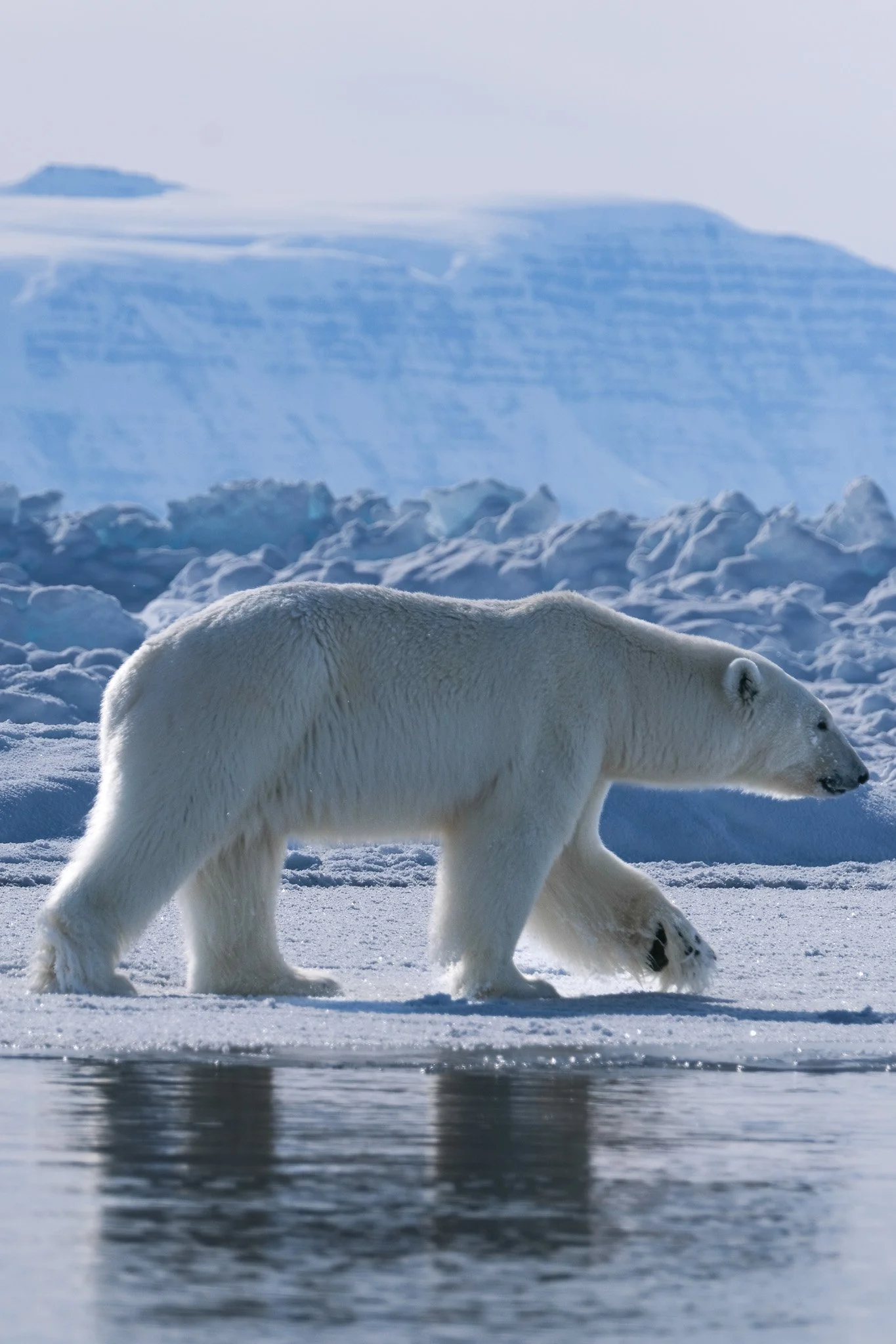 Wildlife sightings in Greenland 2025-2026. My personal experience 