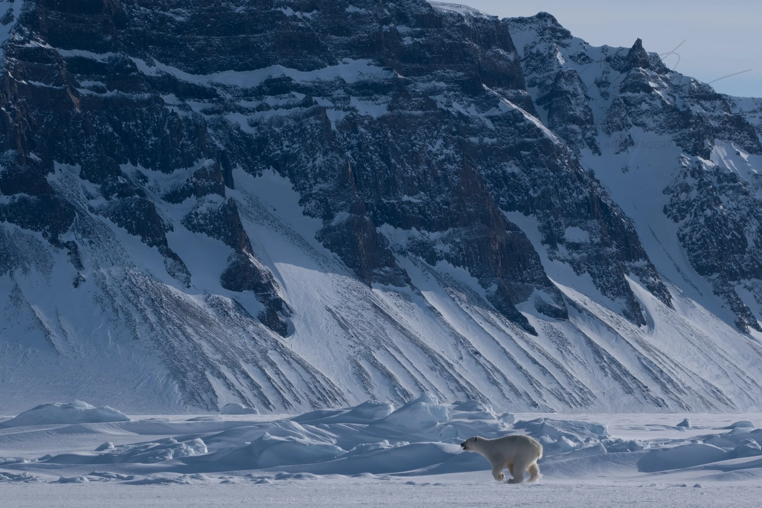 Polar Bear denning investigation and local knowledge near Jameson Land Project