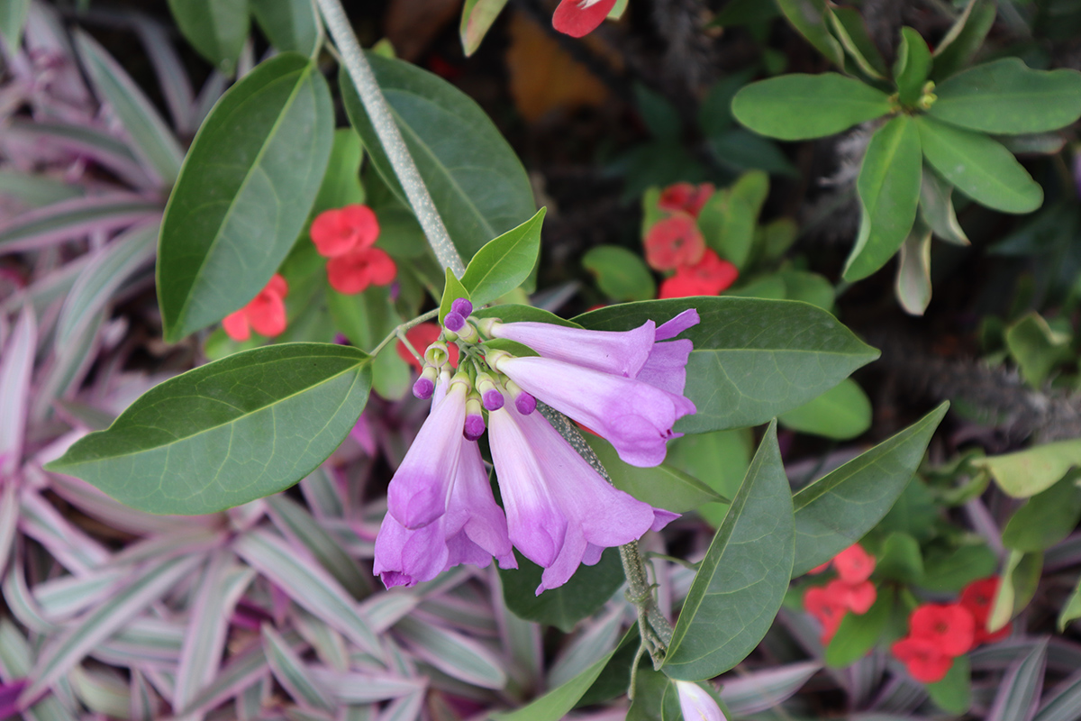 flowers1.jpg