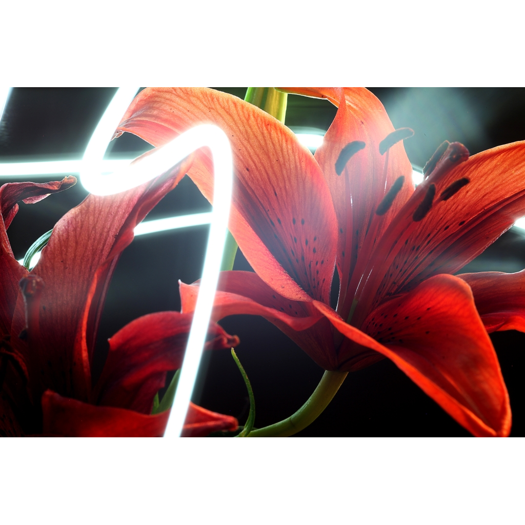 image_original.png