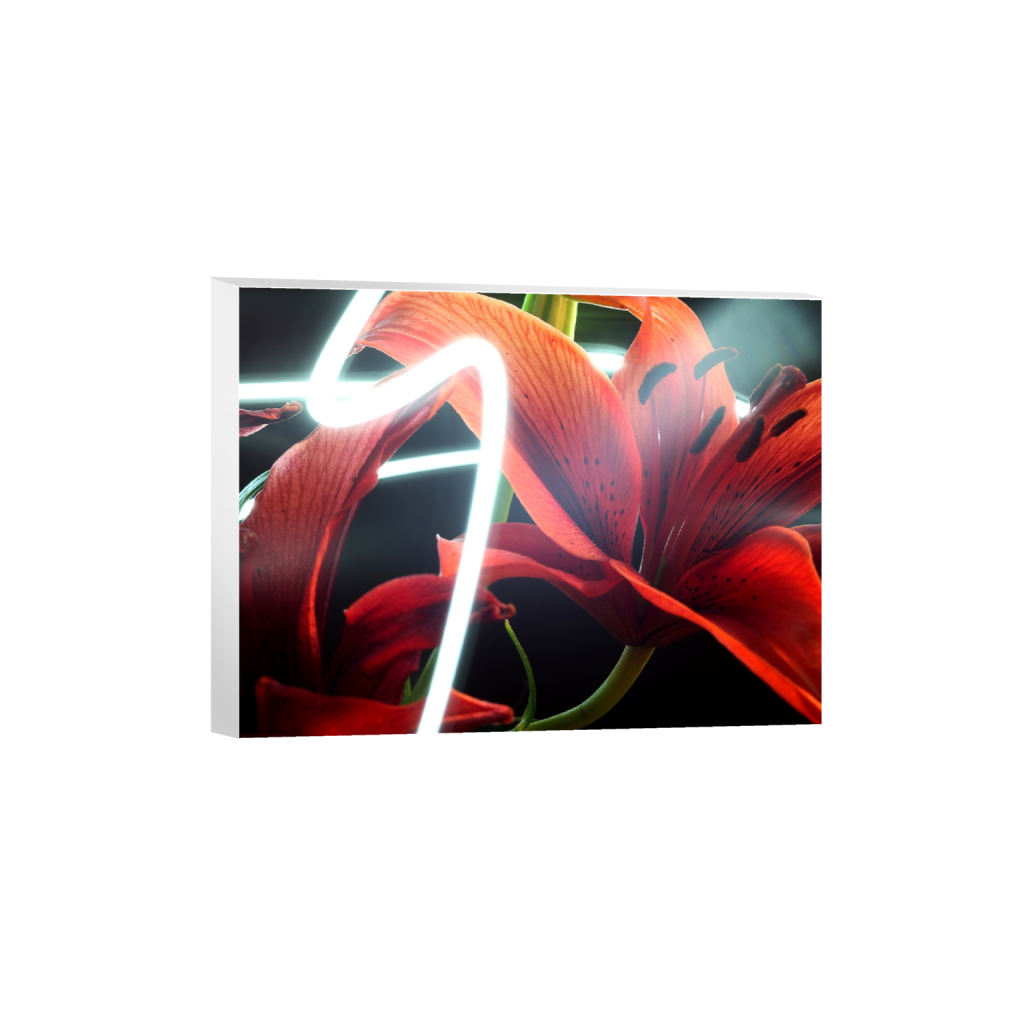 canvas_rectangle3_4_312_0_4992_3744_0_false_ffffff_0_0.png