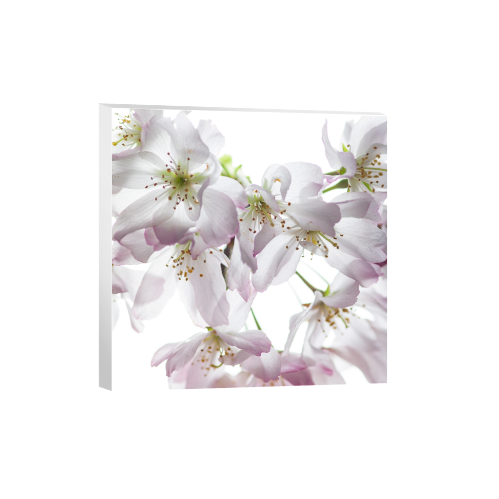 canvas_square_0_2000_8000_8000_0_false_ffffff_0_0.png