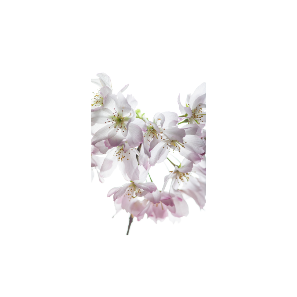 fineartprints_rectangle2_3_0_0_8000_12000_0_false_ffffff_0_0.png