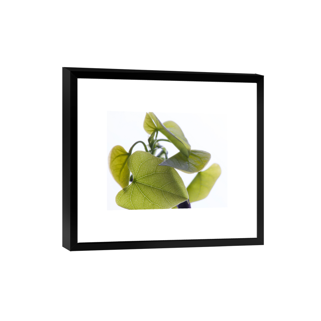 smartframe_rectangle4_5_1000_0_10000_8000_0_false_ffffff_0_0.png