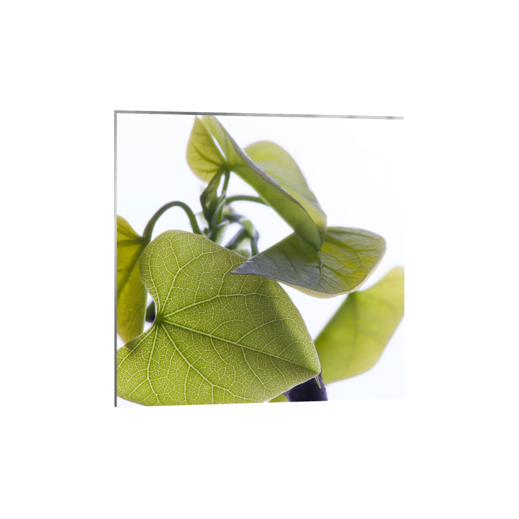 metalprint_square_2000_0_8000_8000_0_false_ffffff_0_0.png