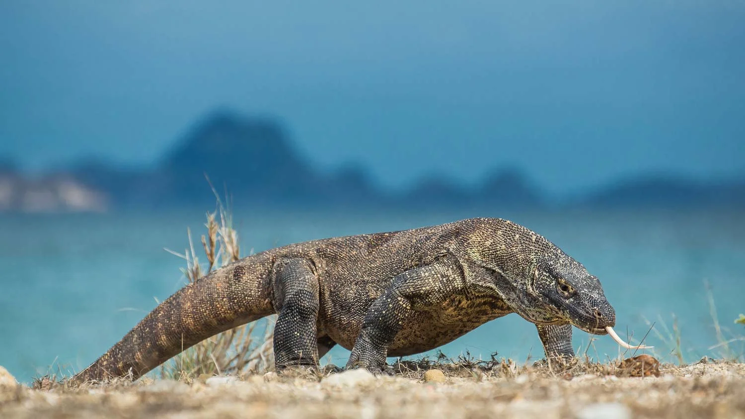 Komodo-Dragon.jpg