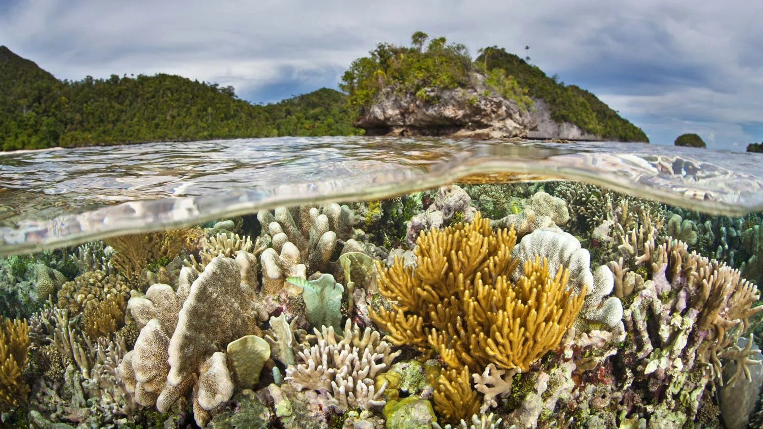 Coral-triangle-raja-ampat.jpg