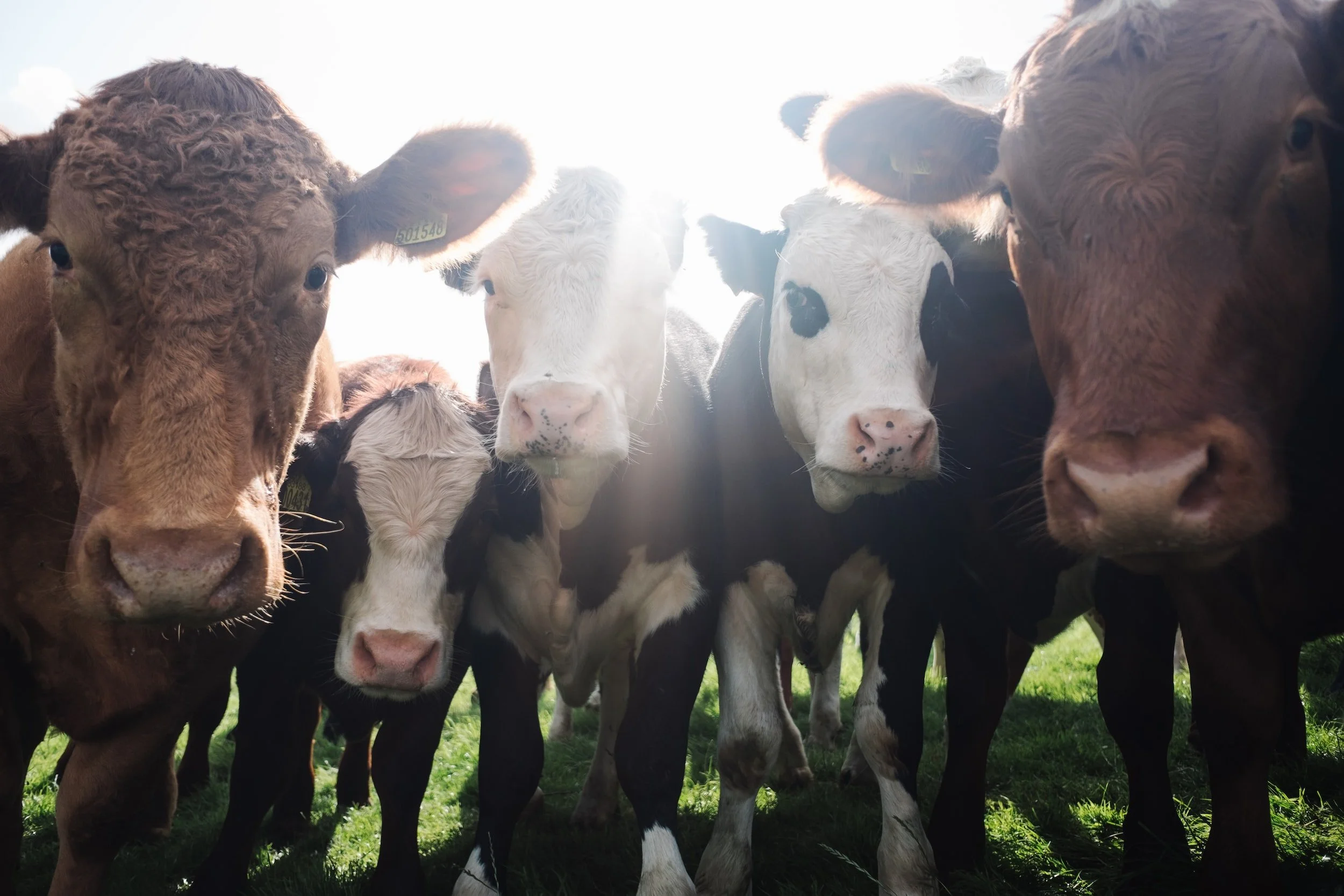Veganism without Burnout and Compassion Fatigue: Tips for Staying Focused and Energized
