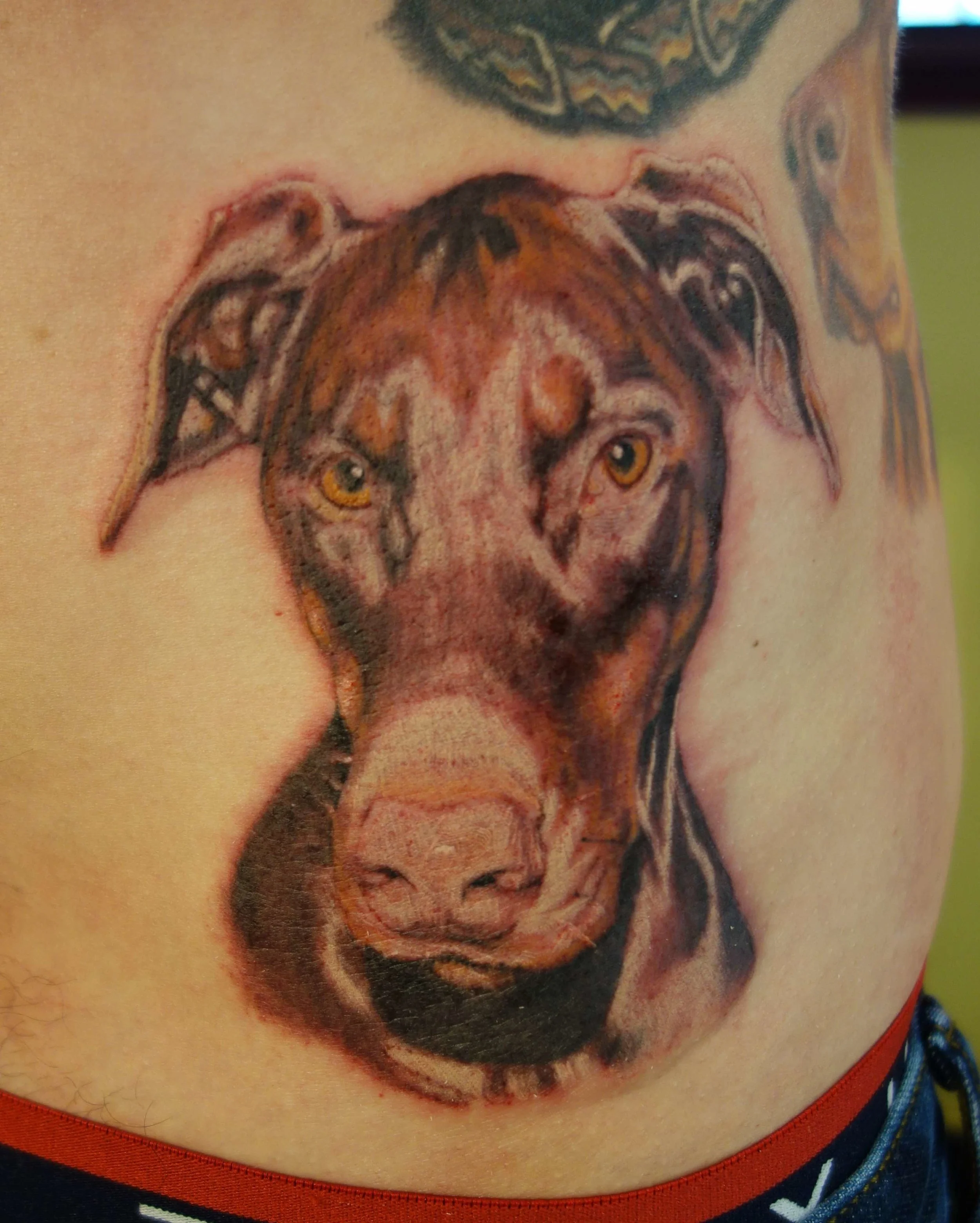 red doberman.jpg