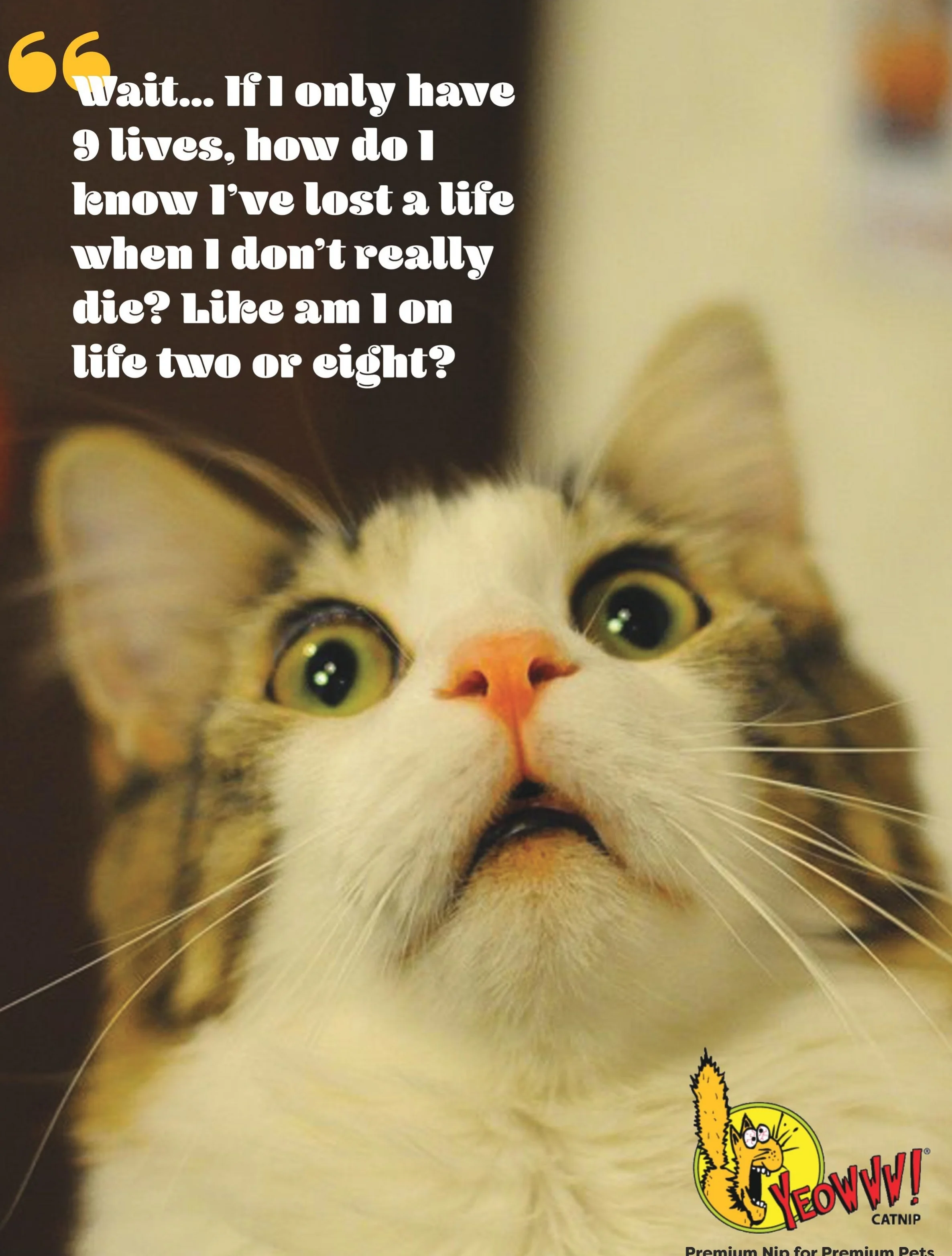 Yeowww Cats (dragged) 3-page-001.jpg