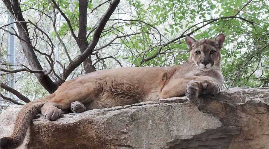 Private Tour: Southwest Wildlife Conservation Center