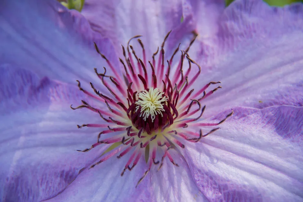 Purple clematis flower in a maintained Whidbey Island garden
