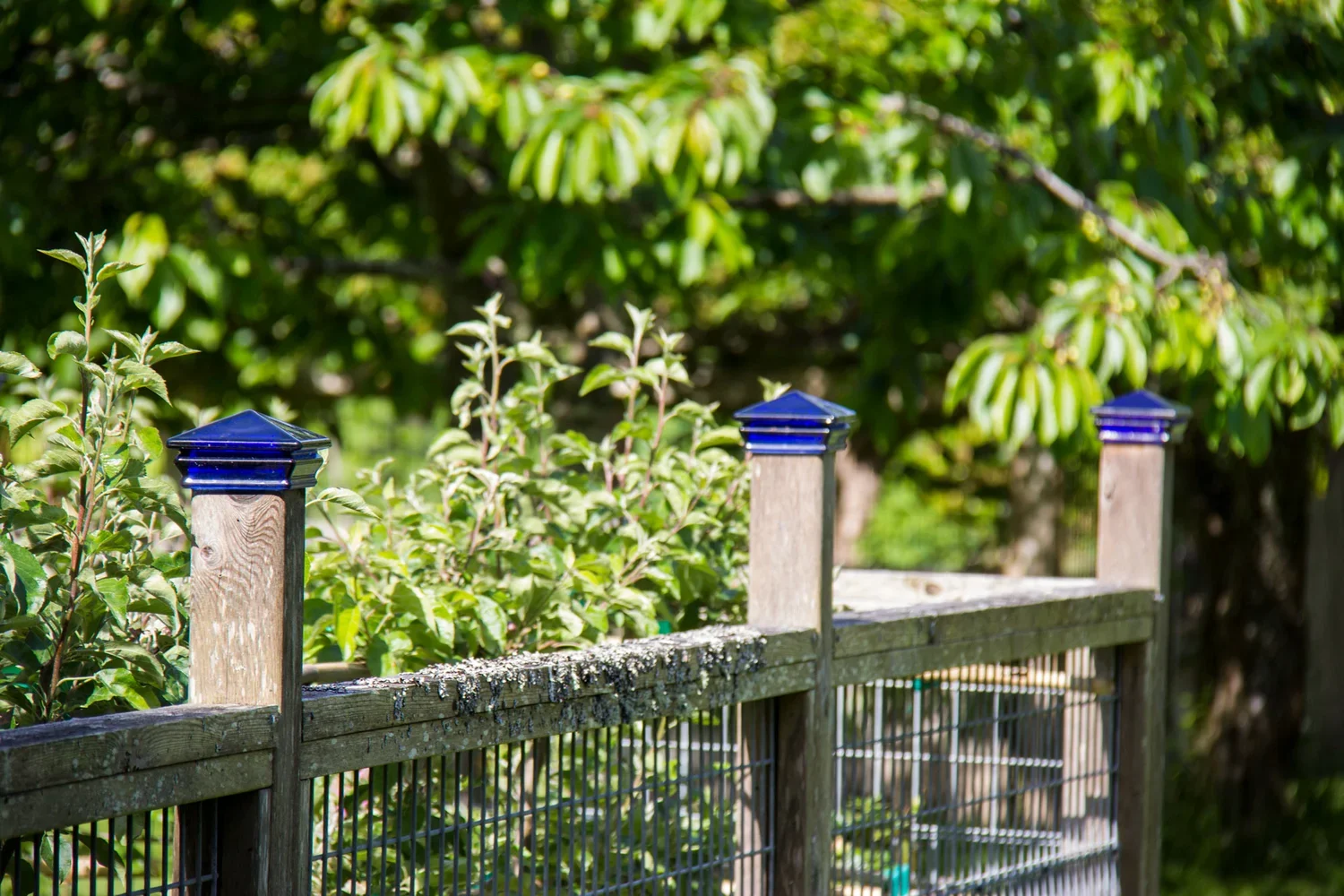 whidbey-island-lawn-maintenance-creative-gardens.webp