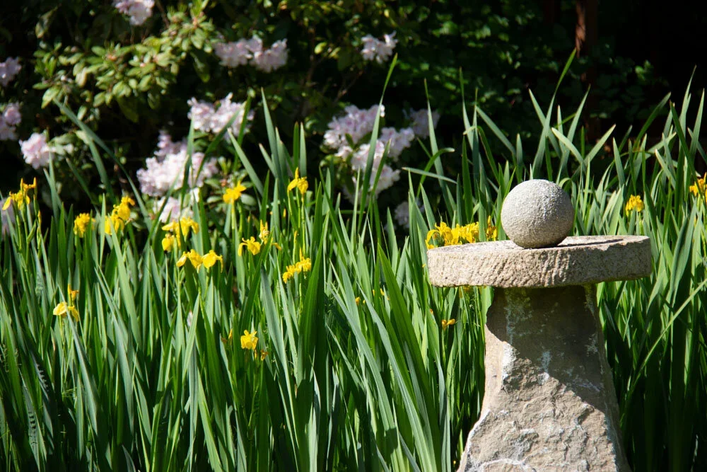Yellow irises surrounding a stone garden feature on Whidbey Island