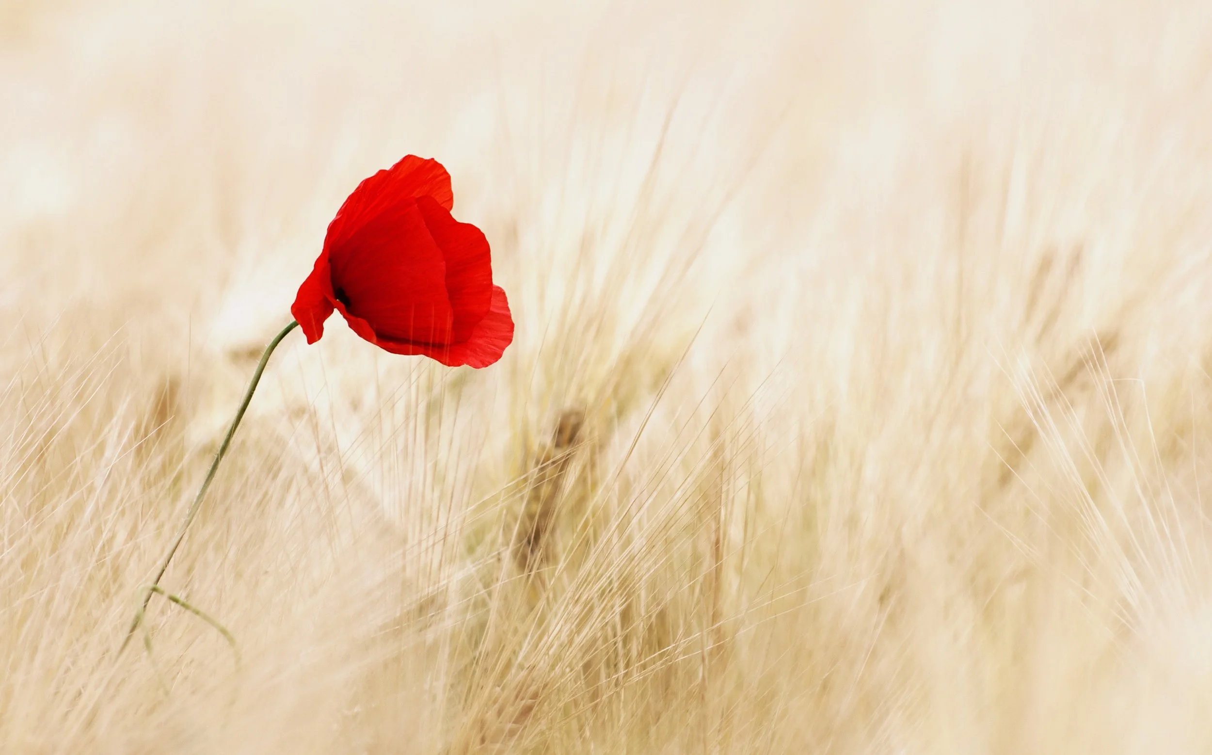 bloom-blossom-field-70741.jpg